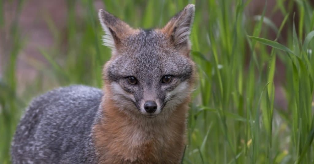 Evergreen & Grey Fox