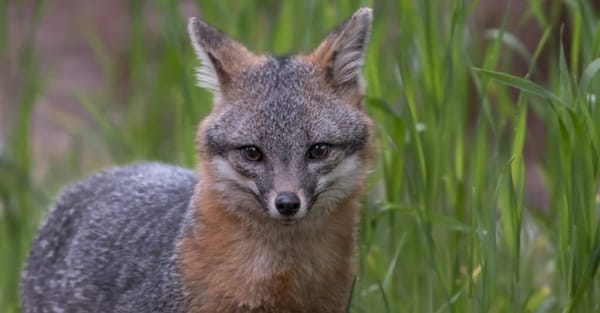 Evergreen & Grey Fox