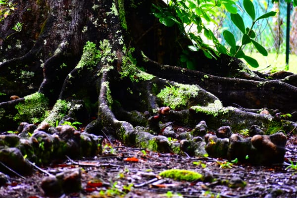 Destruction and Revelation